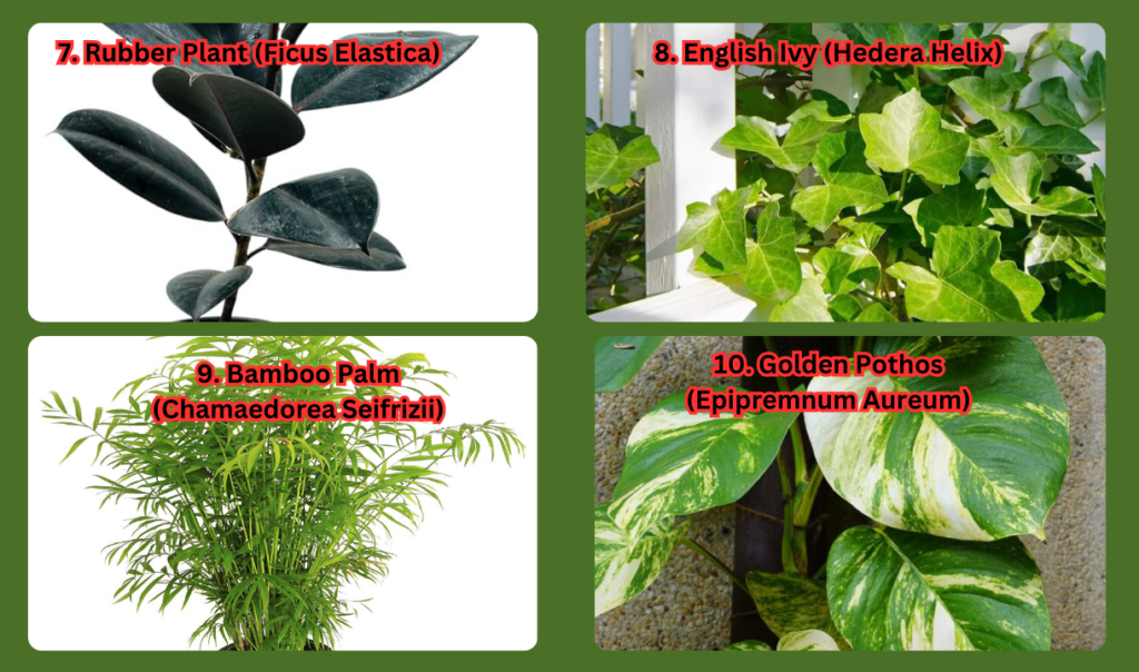 Additional Tips for Using Indoor Plants Effectively