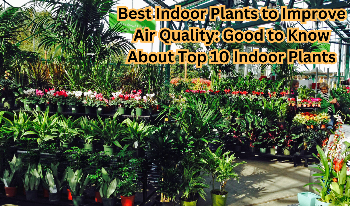 Best Indoor Plants to Improve Air Quality: Good to Know About Top 10 Indoor Plants