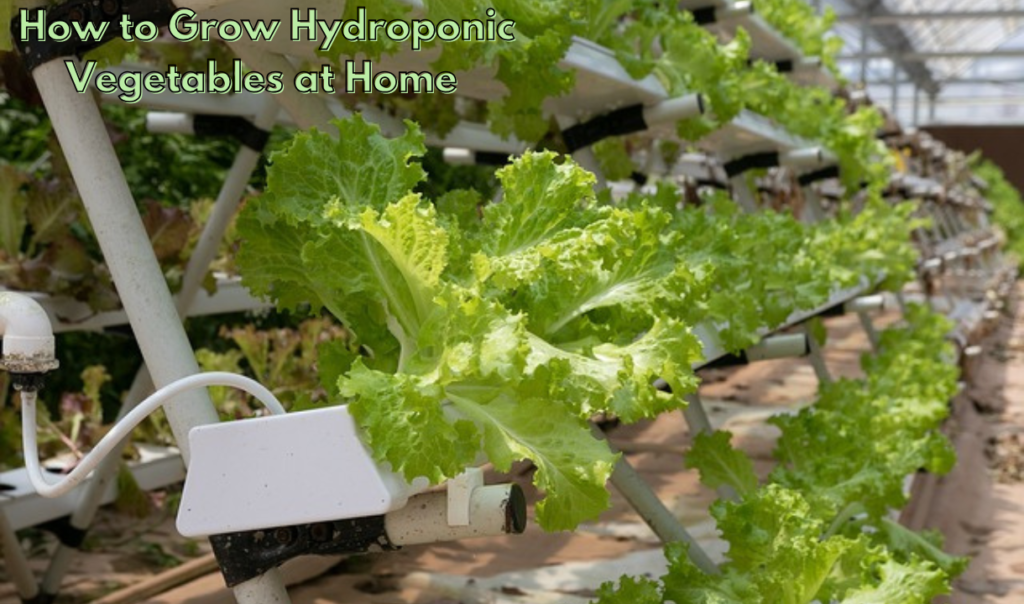 Hydroponics and Aquaponics: Soil-Free Farming Solutions