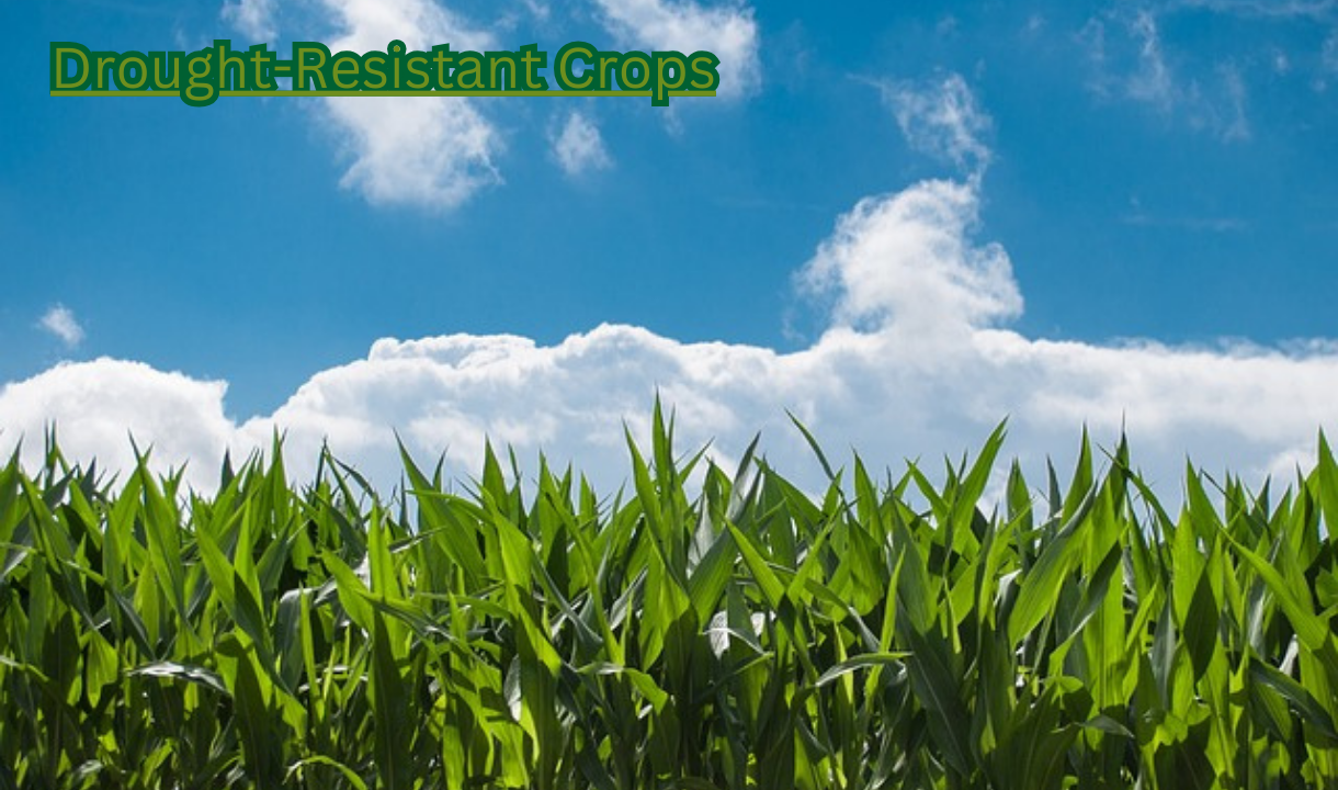 Best Drought-Resistant Crops for the USA in 2025: 8-Top Drought-Resistant Crops for the USA